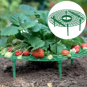 Maasikad Taime Toetavad Omanik Ronida Taim Profiilikandur Jaoks Terrass